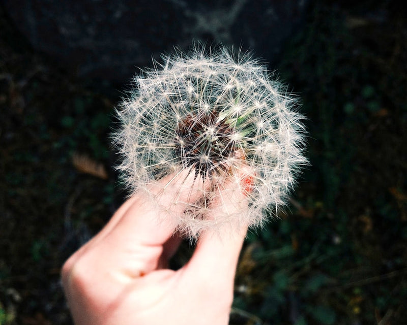 unsplash_221