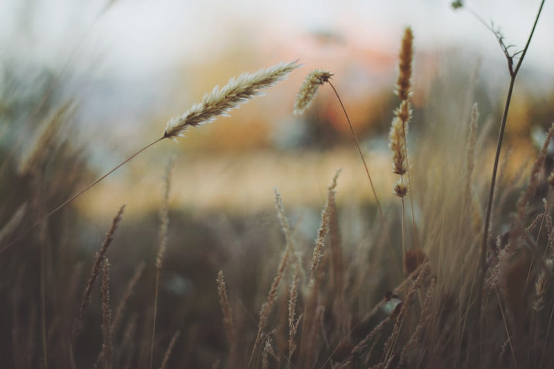 unsplash_84