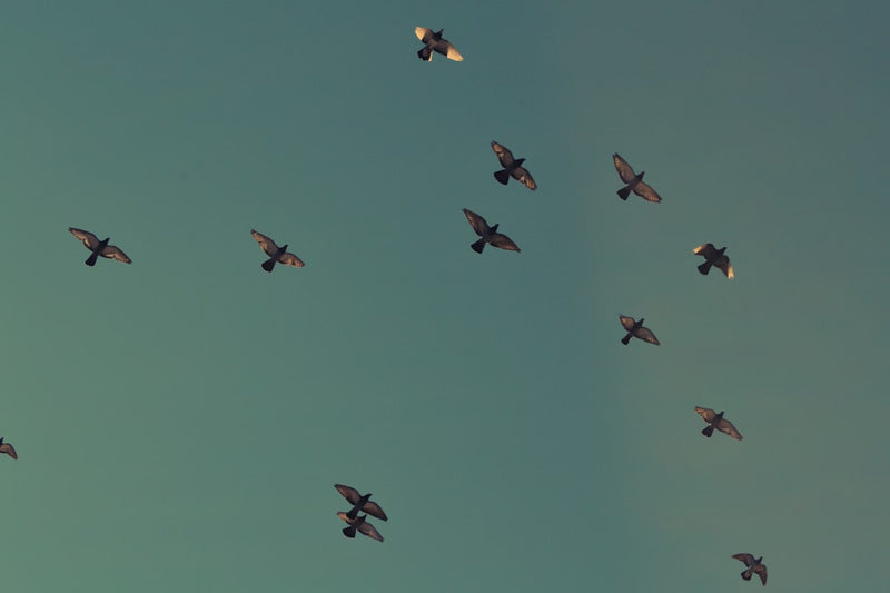 unsplash_238