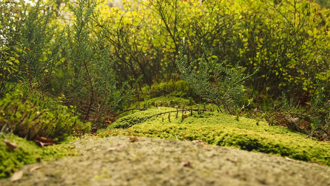 unsplash_119