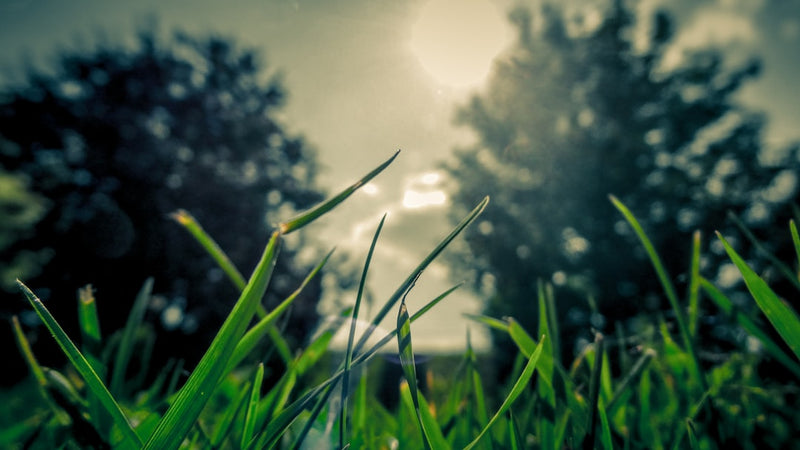 unsplash_81